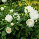 Paeonia lactiflora 'Duchesse de Nemours' (Illatos bazsarózsa)