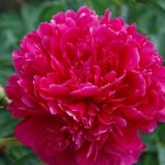 Paeonia lact. Felix Crousse