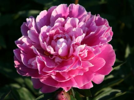Paeonia lactiflora Gilbert Barthelot - Lágyszárú bazsarózsa