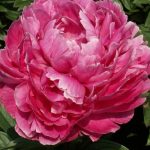 Paeonia lact. Jadwiga
