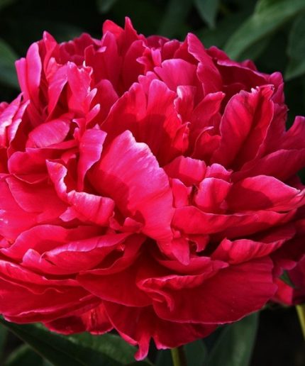 Paeonia lact. Karl Rosenfield
