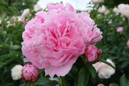 Paeonia lact. Miss Eckhart