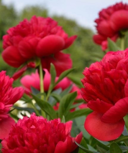 Paeonia lact. Red Magic