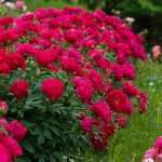 Paeonia lactiflora 'Red Sarah Bernhardt' (Illatos bazsarózsa)