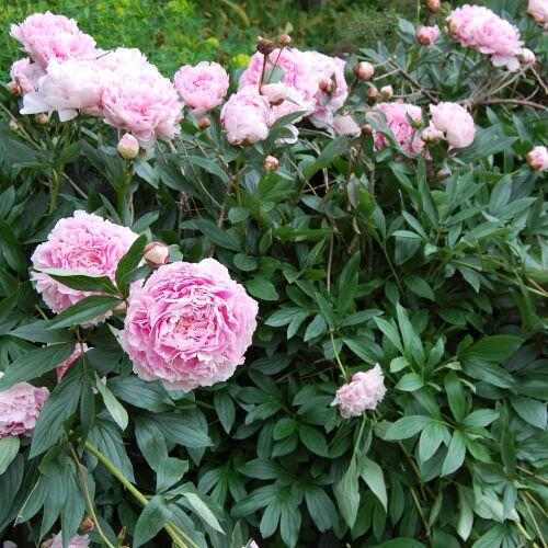 Paeonia lactiflora 'Sarah Bernhardt' (Illatos bazsarózsa)