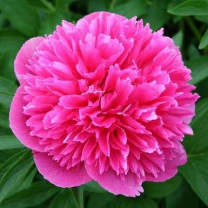 Paeonia officinalis (Kerti bazsarózsa)