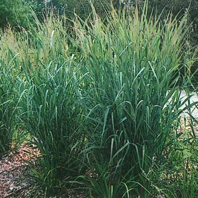 Panicum virgatum 'Dallas Blues' vesszős köles