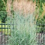 Panicum virgatum 'Prairie Sky' - Vesszős köles
