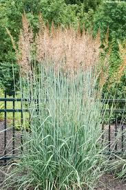 Panicum virgatum 'Prairie Sky' - Vesszős köles