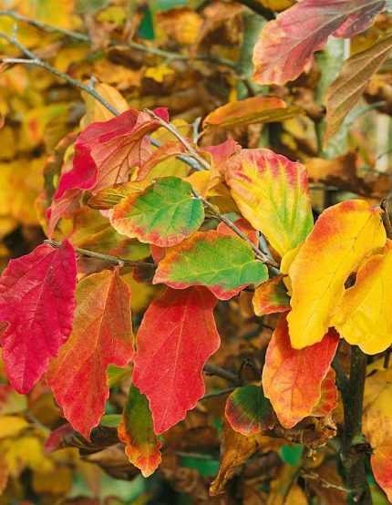 Parrotia persica - Perzsa varázsfa