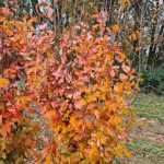 Parrotia persica 'Vanessa' - Oszlopos perzsa varázsfa