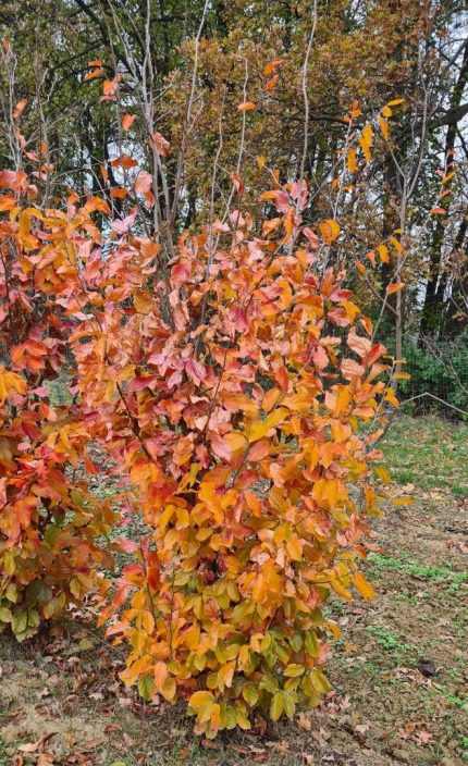 Parrotia persica 'Vanessa' - Oszlopos perzsa varázsfa