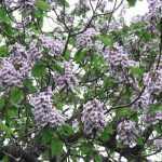 Paulownia tomentosa - Kínai császárfa