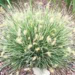 Pennisetum alopecuroides 'Little Honey' (Lámpatisztítófű)