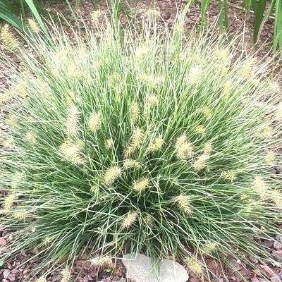 Pennisetum alopecuroides 'Little Honey' (Lámpatisztítófű)