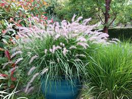 Pennisetum orientale 'Fairy Tails'keleti tollborzfű