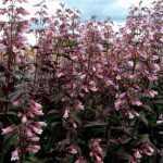 Penstemon digitalis 'Dark Towers' (Bíborlevelű bugatölcsér) /mahagóni lomb/