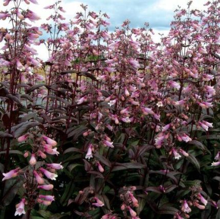 Penstemon digitalis 'Dark Towers' (Bíborlevelű bugatölcsér) /mahagóni lomb/