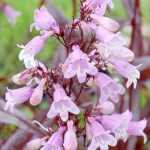 Penstemon digitalis 'Pocahontas'  (Bíborlevelű bugatölcsér /bordó lomb/