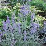 Perovskia atriplicifloia 'Lacey Blue'® -