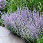 Perovskia atriplicifolia 'Prime Time'®  -