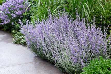 Perovskia atriplicifolia 'Prime Time'®  -
