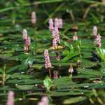 Persicaria amphibium (Vidrakeserűfű)