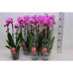 Phalaenopsis 2 ÁG CASCADE PINK CIRMOS