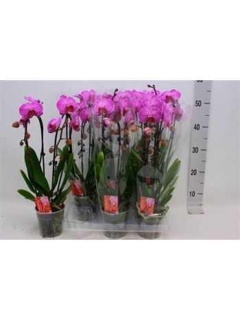Phalaenopsis 2 ÁG CASCADE PINK CIRMOS