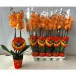 Phalaenopsis 2 ÁG FESTETT NARANCS HELLOWEEN