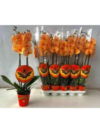 Phalaenopsis 2 ÁG FESTETT NARANCS HELLOWEEN