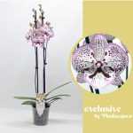 Phalaenopsis 2 ÁG GRACE