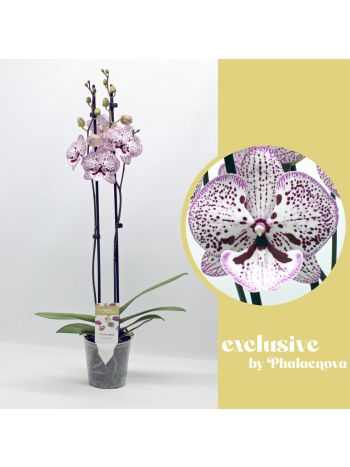 Phalaenopsis 2 ÁG GRACE