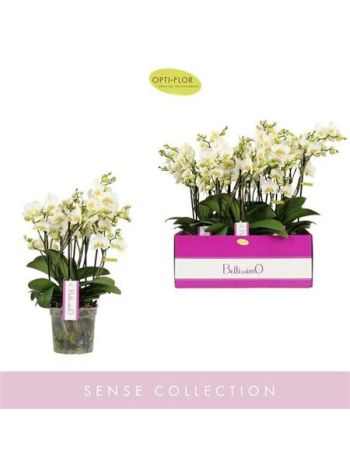 Phalaenopsis BELLISSIMO BELLA