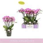 Phalaenopsis BELLISSIMO CARO