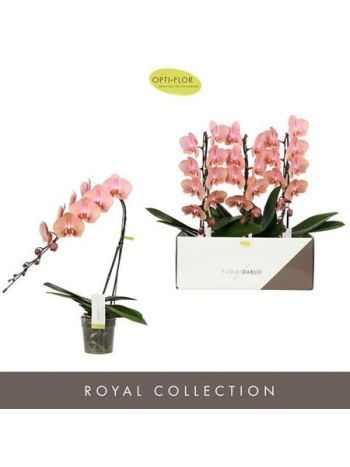 Phalaenopsis FORMIDABLO CAMERON