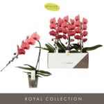 Phalaenopsis FORMIDABLO VICTORIA
