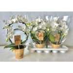 Phalaenopsis KÖRKÖRÖS FEHÉR