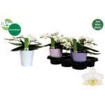 Phalaenopsis MF AN NAZARE KASPÓS