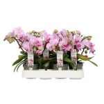 Phalaenopsis MINI CANDY