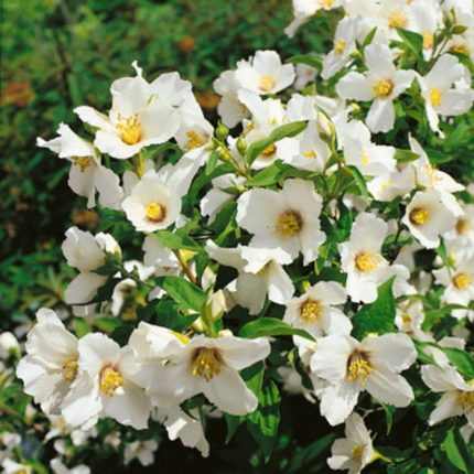 Philadelphus 'Belle Etoile' - Jezsámen
