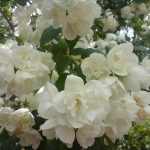 Philadelphus 'Biały Karzeł' - Teltvirágú jezsámen