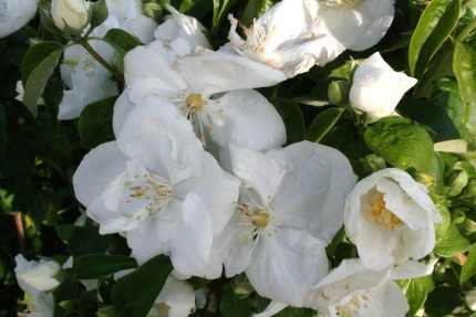Philadelphus 'Bouquet Blanc' - Teltvirágú jezsámen