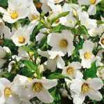 Philadelphus 'Erectus' - Szimpla virágú jezsámen