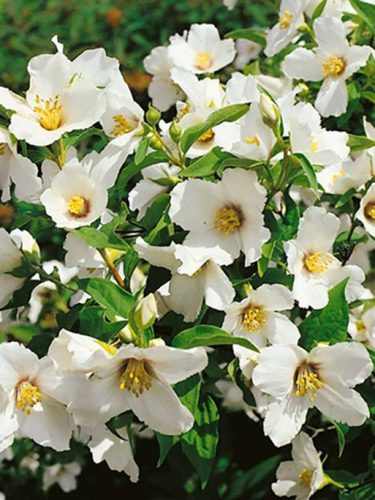 Philadelphus 'Erectus' - Szimpla virágú jezsámen