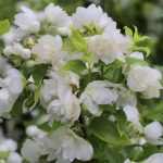 Philadelphus 'Manteau d'Hermine' - Törpe jezsámen