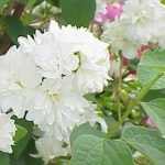 Philadelphus 'Rosace' - Pasztellrózsaszín virágú jezsámen