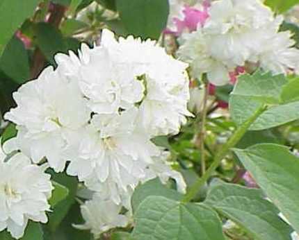 Philadelphus 'Rosace' - Pasztellrózsaszín virágú jezsámen