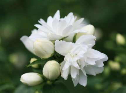 Philadelphus 'Schneesturm' - Teltvirágú jezsámen