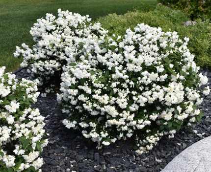 Philadelphus 'Snowbelle' - Teltvirágú jezsámen